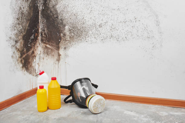 Best Office Mold Removal Services  in Zilwaukee, MI