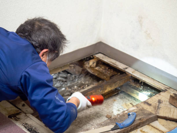Best Attic Mold Removal  in Zilwaukee, MI