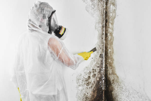 Best Local Mold Removal Service  in Zilwaukee, MI