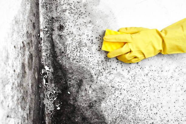 Mold Removal Process in Zilwaukee, MI