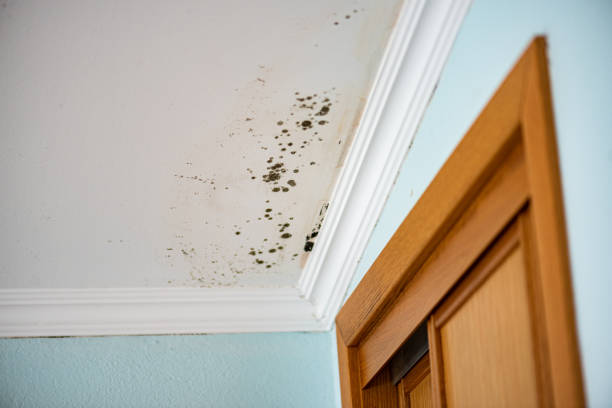 Attic Mold Removal in Zilwaukee, MI