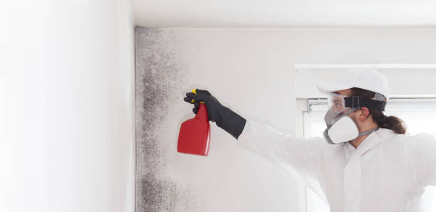 Best Home Mold Removal  in Zilwaukee, MI