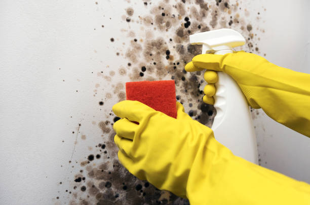 Best Mold Remediation  in Zilwaukee, MI