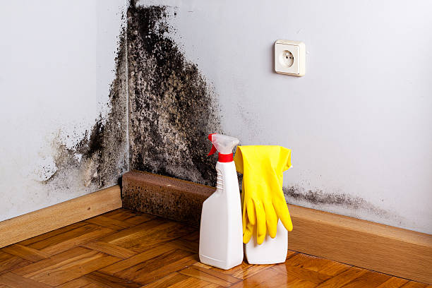 Best Certified Mold Removal  in Zilwaukee, MI