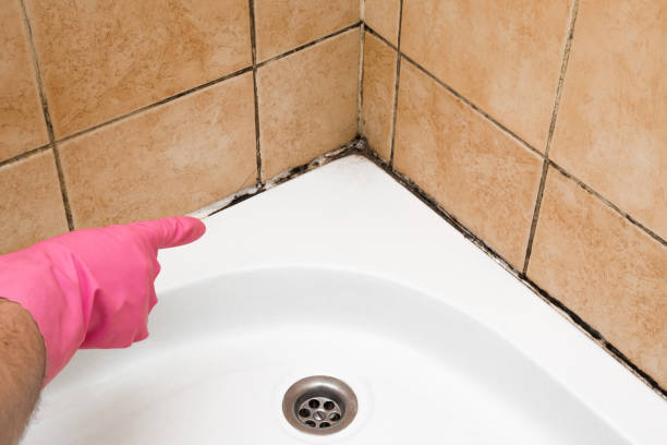 Best Commercial Mold Removal  in Zilwaukee, MI