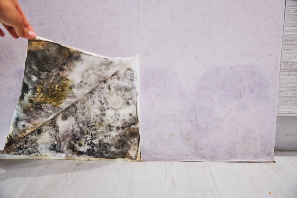 Best Mold Removal and Inspection  in Zilwaukee, MI